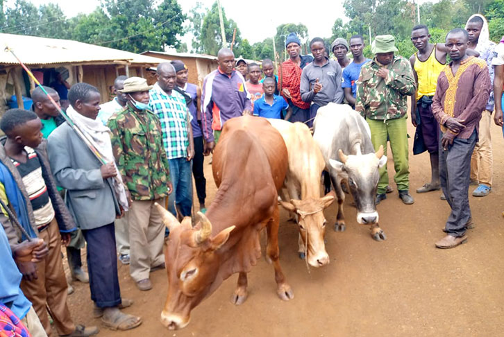 Stolen cattle being returned