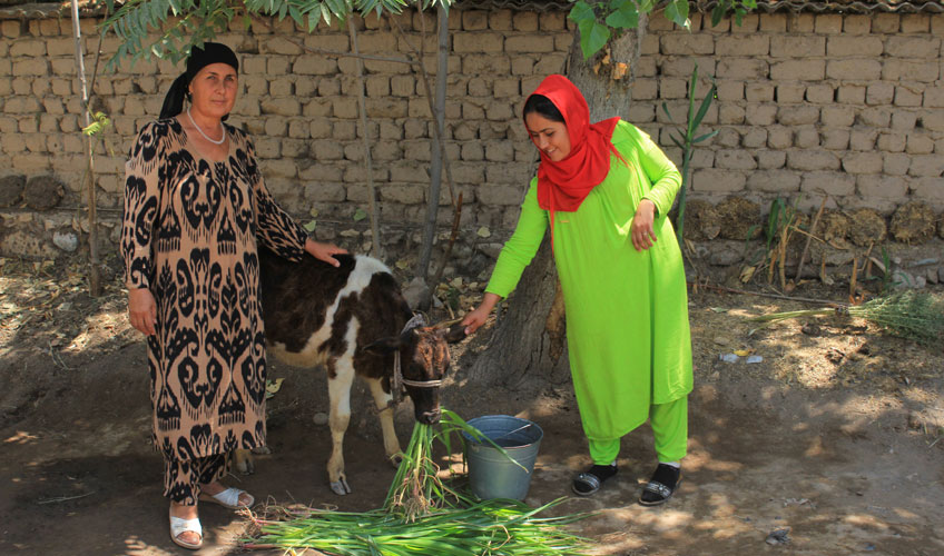 Two women feed some grass to a small calf. 