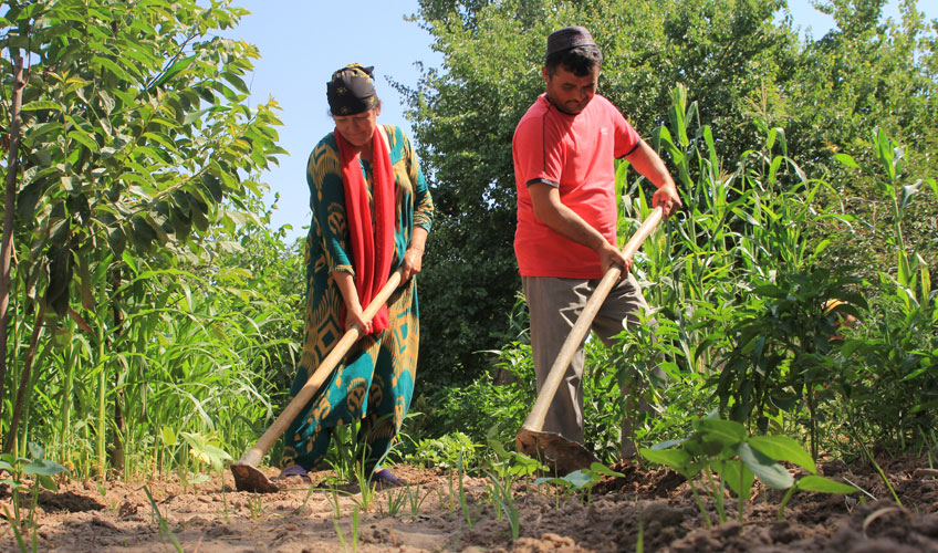 A man and woman hoe the ground surrounded by tall green busshes.