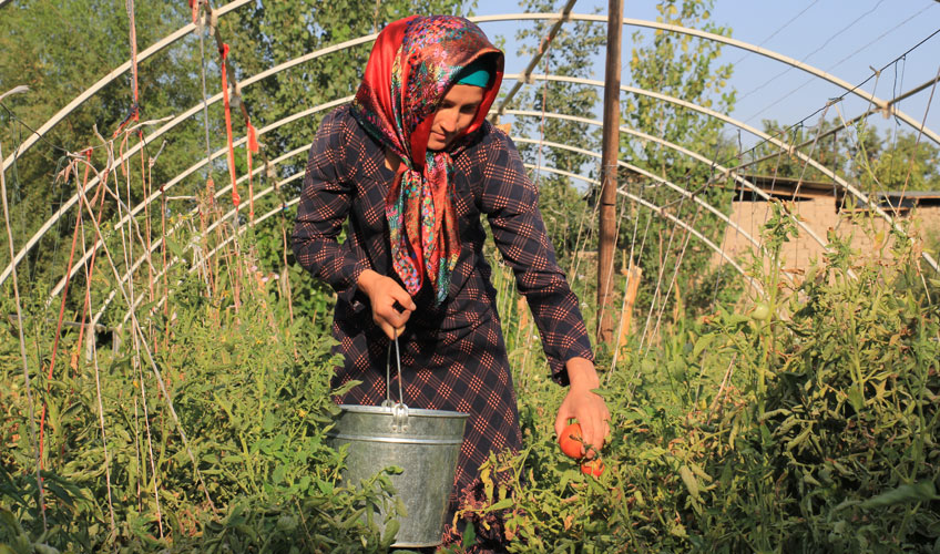 A woman in a headscarf picks tomatoes with a silver bucket. She is surrounded by green bushes and trees.