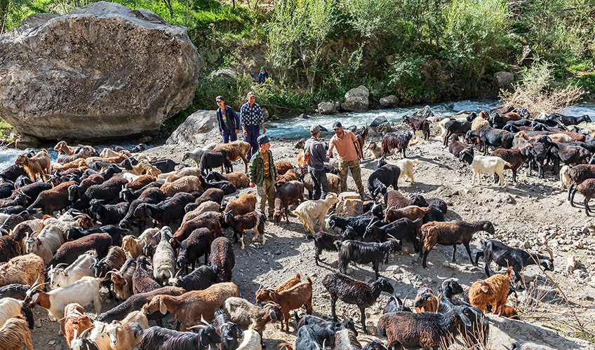 Shepherds move their goats along the Urech river in Tajikistan, where drought is leading to a lack of fodder, decreased yields and desertification of pasture.