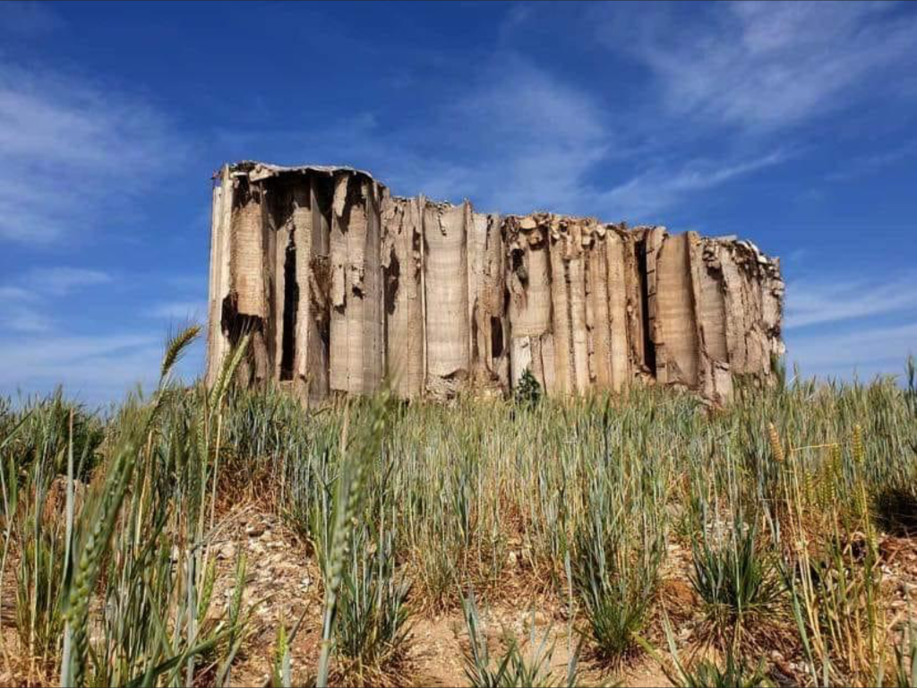 Image shows a partially collapsed silo in the background with grain growing in the foreground