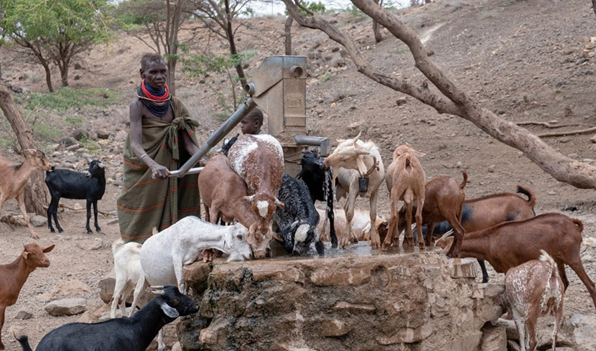 Goats drinking at a water pump in Kenya, amid an arid landscape.