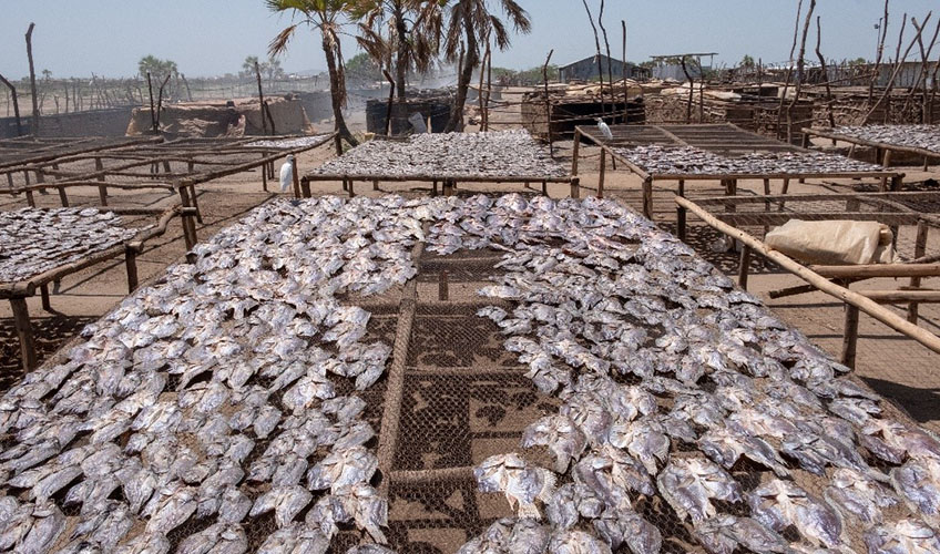 Fish drying under the sun at Impresa beach in Kalokol town.