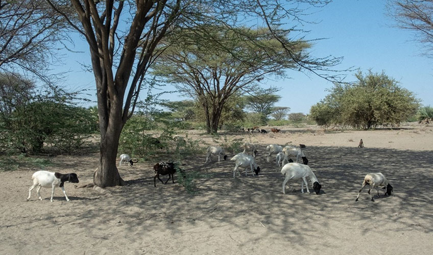 Goats looking for pasture to graze.