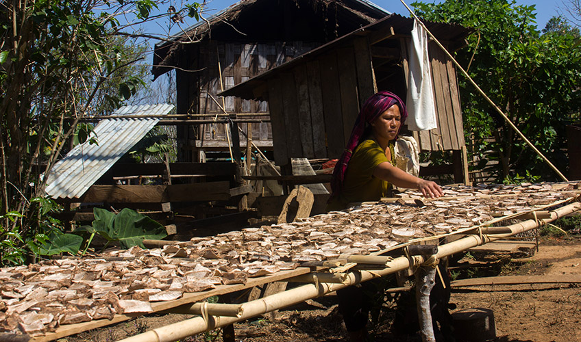 A woman dries edible fungi in the sun in the Magway region.