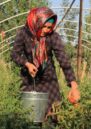 A woman in a headscarf picks tomatoes with a silver bucket. She is surrounded by green bushes and trees.