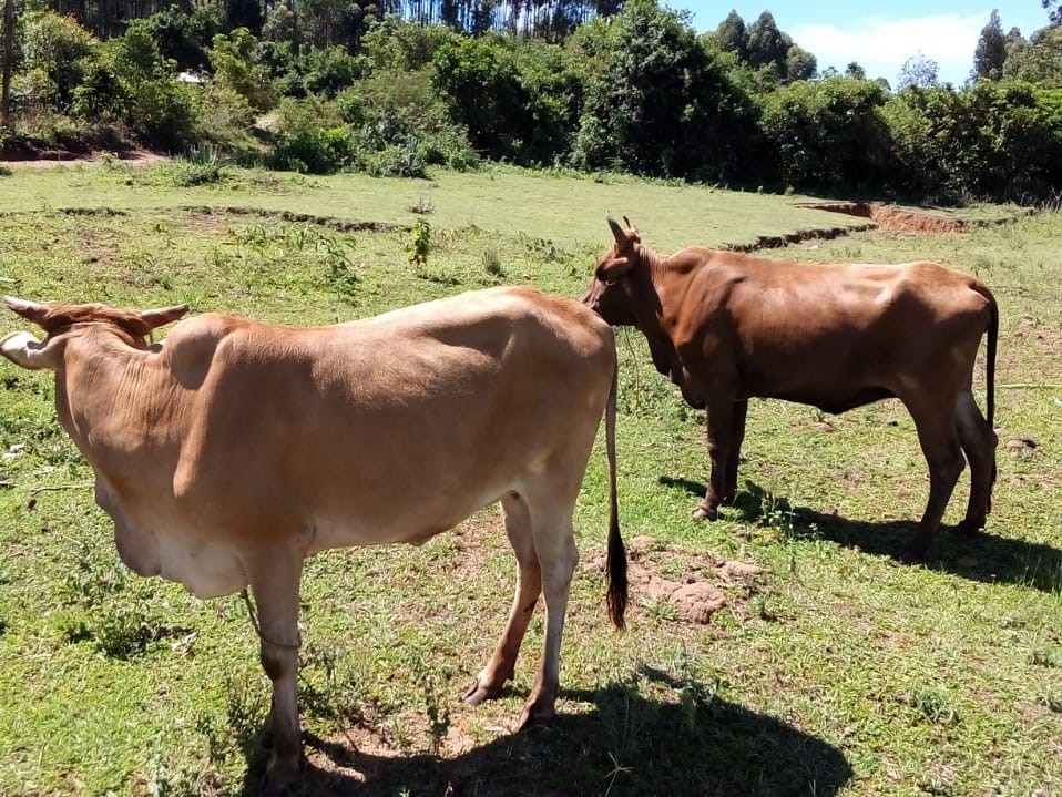 Image shows two Migori cows