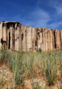 Image shows a partially collapsed silo in the background with grain growing in the foreground