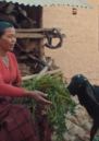 Woman feeding a goat