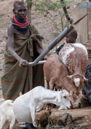 A herder pumps water for goats at a watering hole in Kenya, amid an arid landscape.